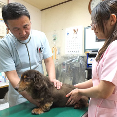 犬の診察