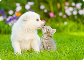 犬と猫